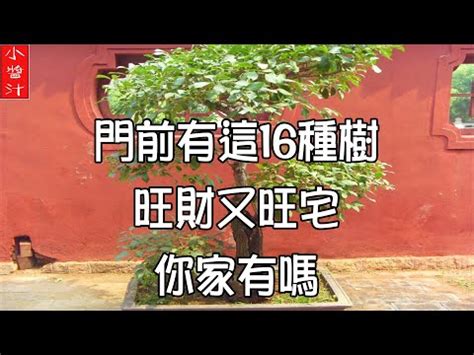 陰樹 陽樹|【陰樹 陽樹 一覧】陰樹陽樹 一覧：揭開風水與植物學的奧秘